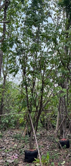 อโศกสปัน