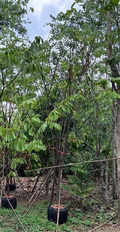 อโศกสปัน
