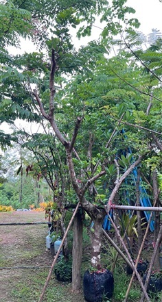 เงาะโรงเรียน