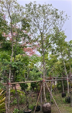 การบูร