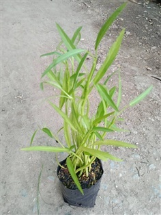ต้นพันธุ์ ผักบุ้งจีน พร้อมปลูกในถุงดำ 30บาท  