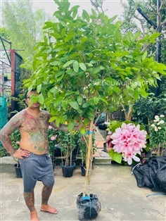 ต้นพุดพวงดวงใจ 