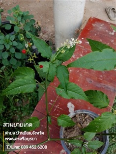พริกฝรั่ง พริกนก