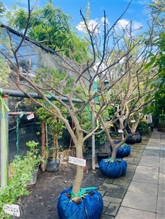 ต้นมะขามเทศด่าง