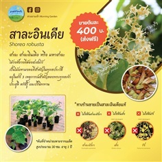 สาละอินเดีย