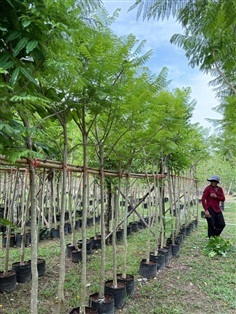 ต้นศรีตรัง 1"นิ้ว