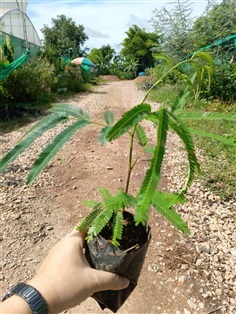 ต้นพันธุ์ ต้นเหรียง พร้อมปลูกในถุงดำ 49บาท  