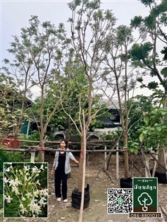 ปีบ