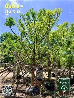 มั่งมี