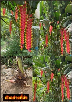 เฮลิโคเนีย รอสตราตา เทนเดย์ Heliconia rostrata Ten