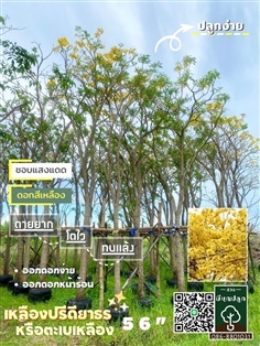 เหลืองปรีดียาธร 5,6 นิ้ว