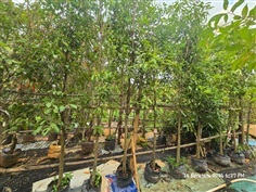 พิกุล2"