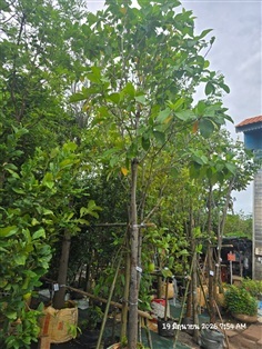 พุดภูเก็ต4"