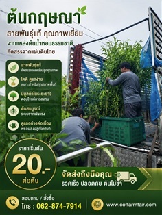 ต้นกฤษณาแท้ ไซต์1เมตร ยกชุด200ต้นแถม20ส่งฟรี 