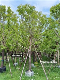 ต้นแคนา 6 นิ้ว สูง 3.5 - 4 เมตร