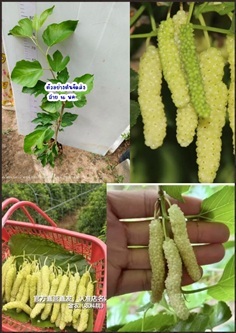 ต้นหม่อนใต้หวัน สีขาว สายพันธุ์  เซียงจินเซิ่น / ต