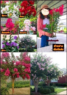 มี5สี ต้นยี่เข่ง ยี่เข่ง Crape Myrtle สีชมพู สีแดง