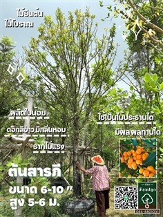 ต้นสารภี 6-10 นิ้ว