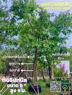 อินทนิล 9 นิ้ว