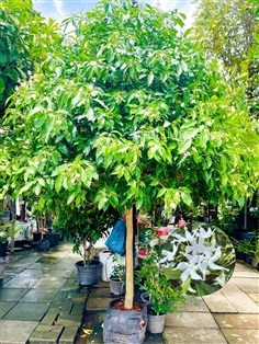 ต้นพุดกังหัน