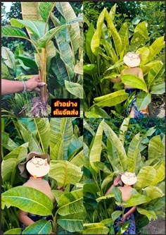 ต้นกล้วยพัดด่าง Traveller