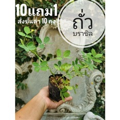 ต้นถั่วบราซิล