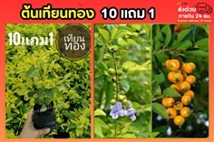 ต้นเทียนทอง