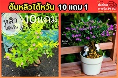 ต้นหลิวไต้หวัน