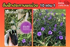 ฟ้าประทานพรม่วง