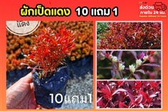 ผักเป็ดแดง