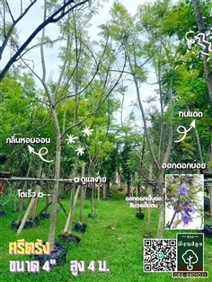 ต้นศรีตรัง 4 นิ้ว