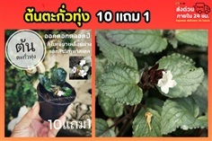 ต้นตะกั่วทุ่ง