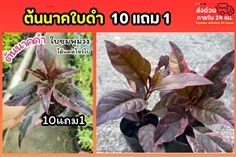 ต้นนาคใบดำ
