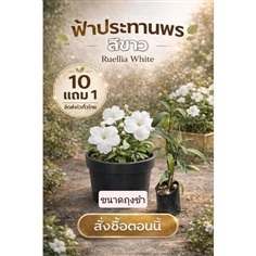 ต้นฟ้าประทานพร?ดอกสีขาว