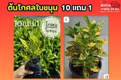 โกศลใบขนุน