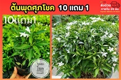 ต้นพุดศุภโชค