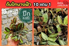 ปีกนางฟ้า