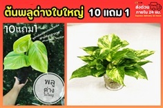 ต้นพลูด่างใบใหญ่