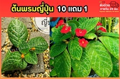 ต้นพรมญี่ปุ่น (พรมกำมะหยี่)
