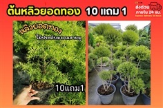 ต้นหลิวยอดทอง