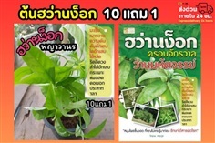 ต้นฮว่านง็อก