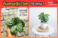 ต้นเศรษฐีนำโชค