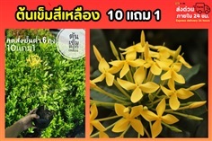 ต้นเข็มสีเหลือง?