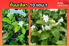ต้นมะลิลา
