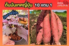 มันเทศญี่ปุ่น
