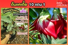ต้นแคเตี้ย