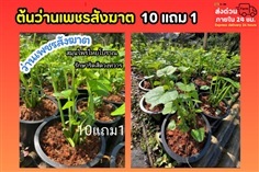 ต้นว่านเพชรสังฆาต