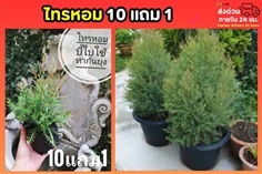 ไทรหอม