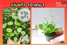 แว่นแก้ว