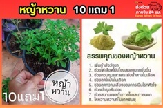 หญ้าหวาน